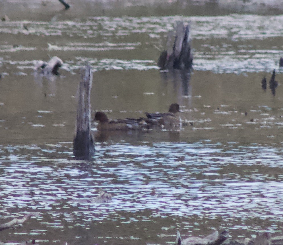 Eurasian Wigeon - ML644525473