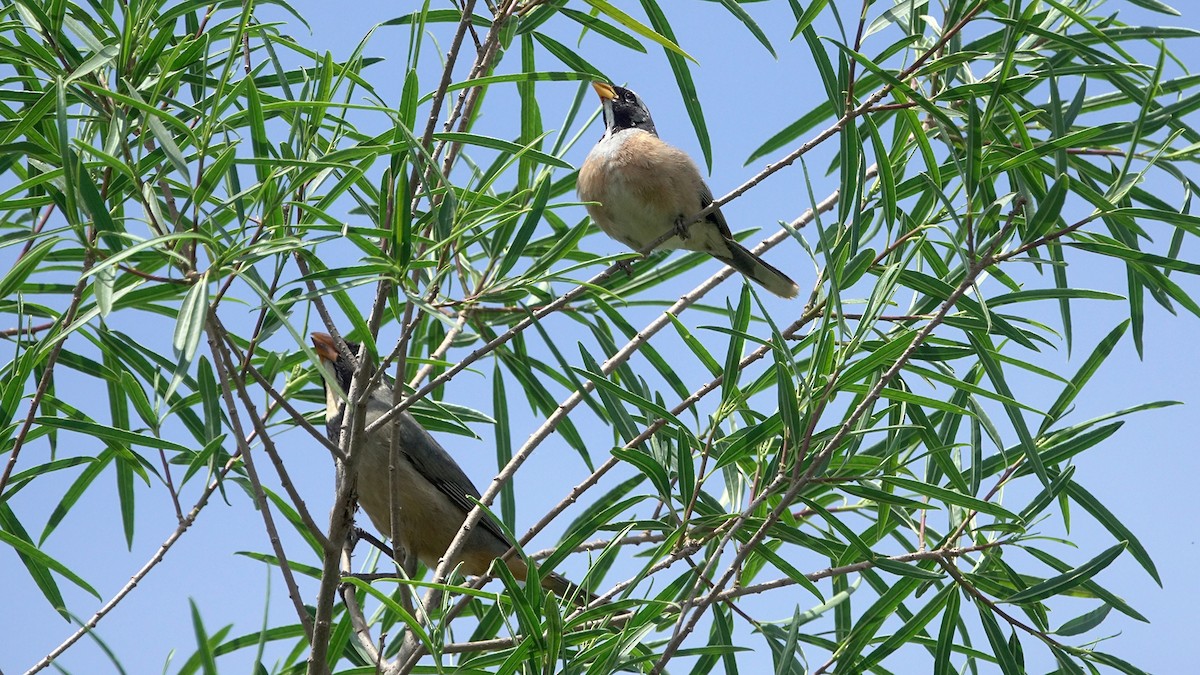 Many-colored Chaco Finch - ML644525476