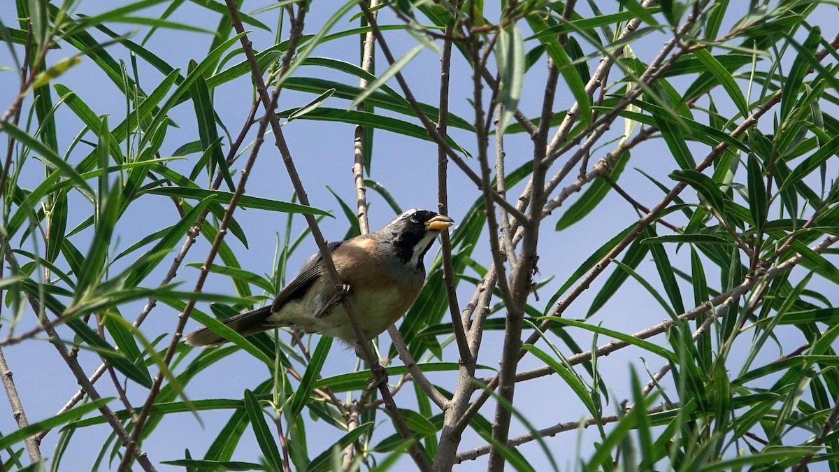 Many-colored Chaco Finch - ML644525477
