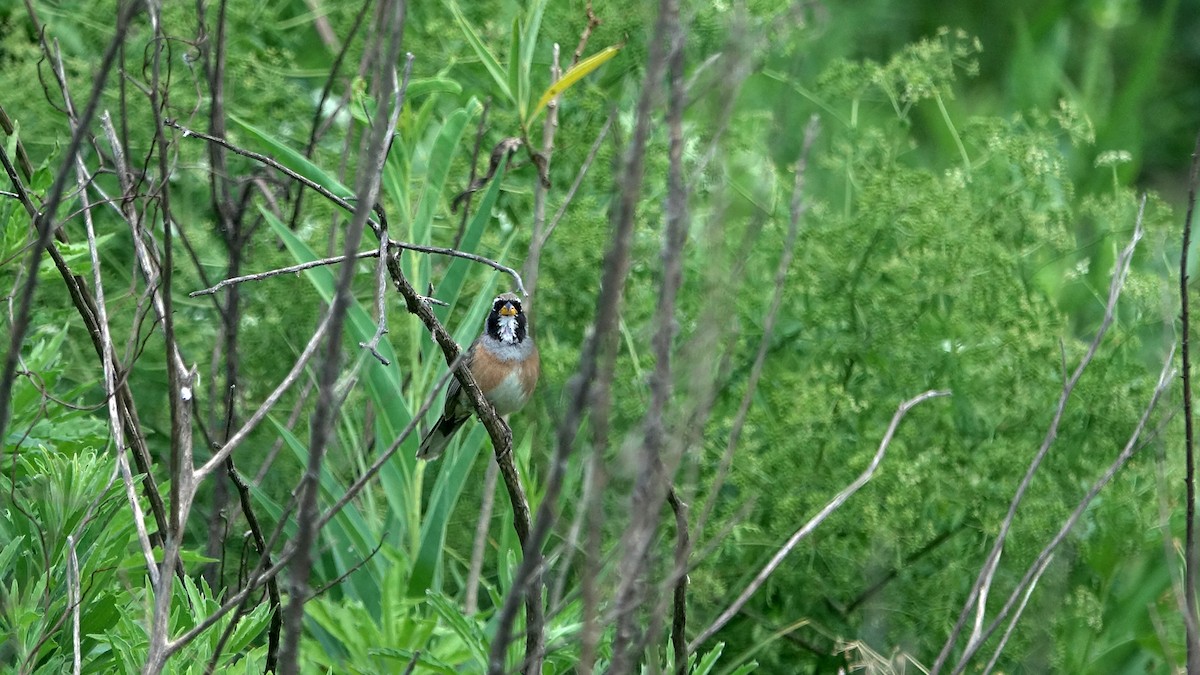 Many-colored Chaco Finch - ML644525478
