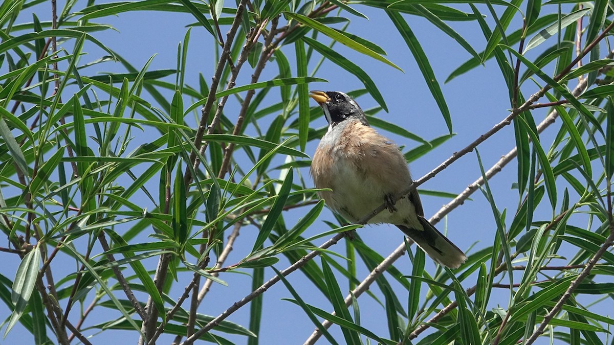 Many-colored Chaco Finch - ML644525479