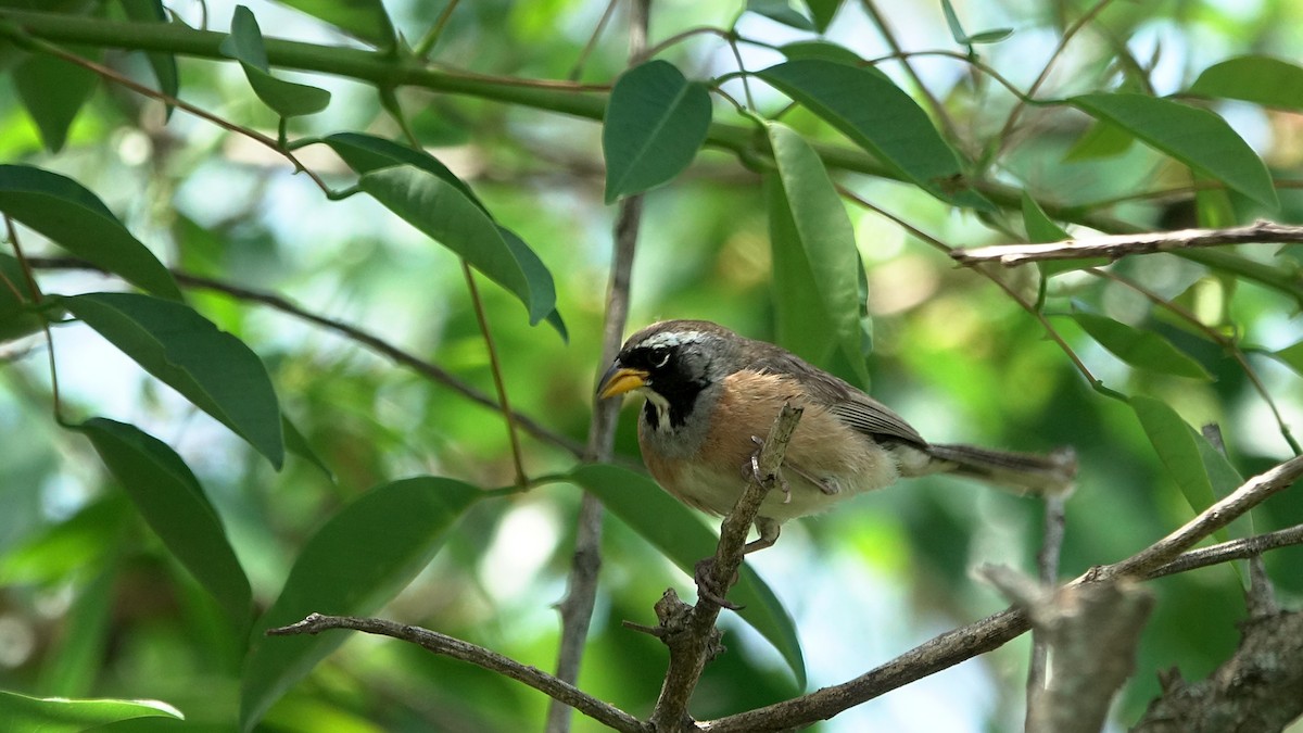 Many-colored Chaco Finch - ML644525480