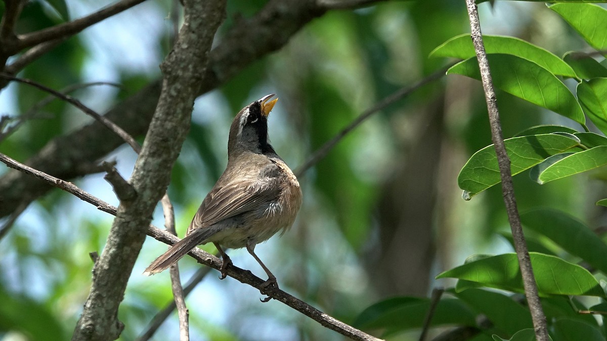 Many-colored Chaco Finch - ML644525481