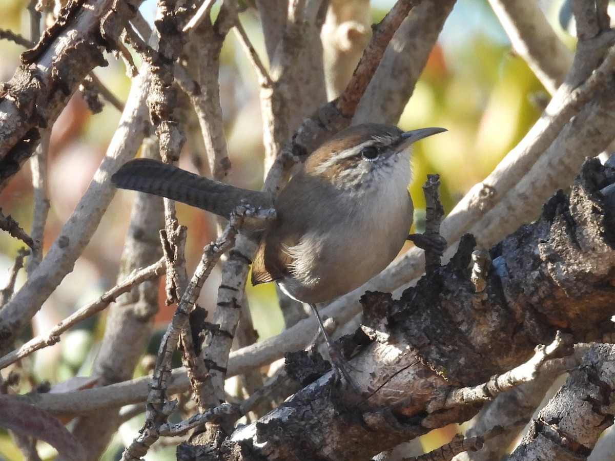 Troglodyte de Bewick - ML644525482