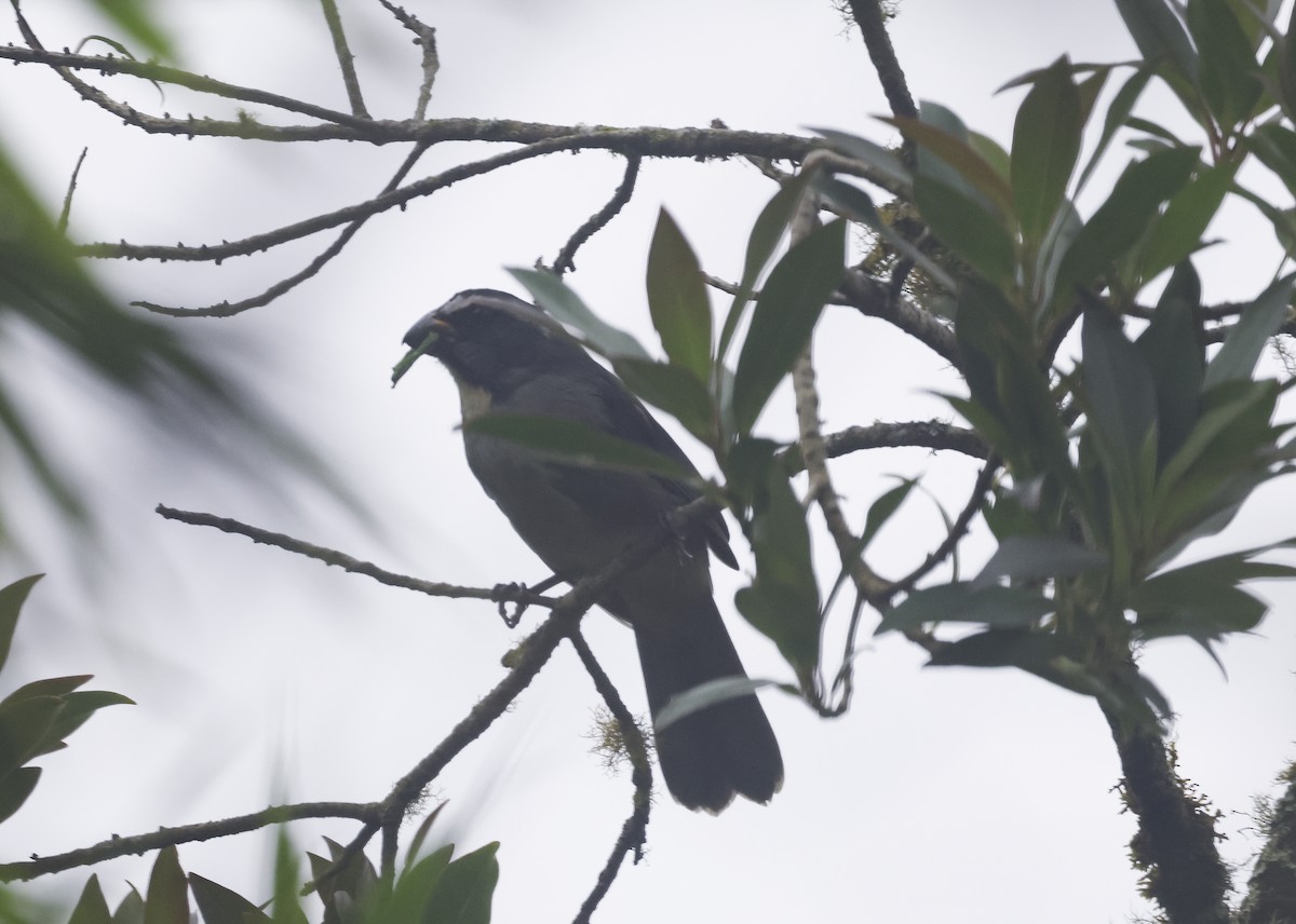 Thick-billed Saltator - ML644525490