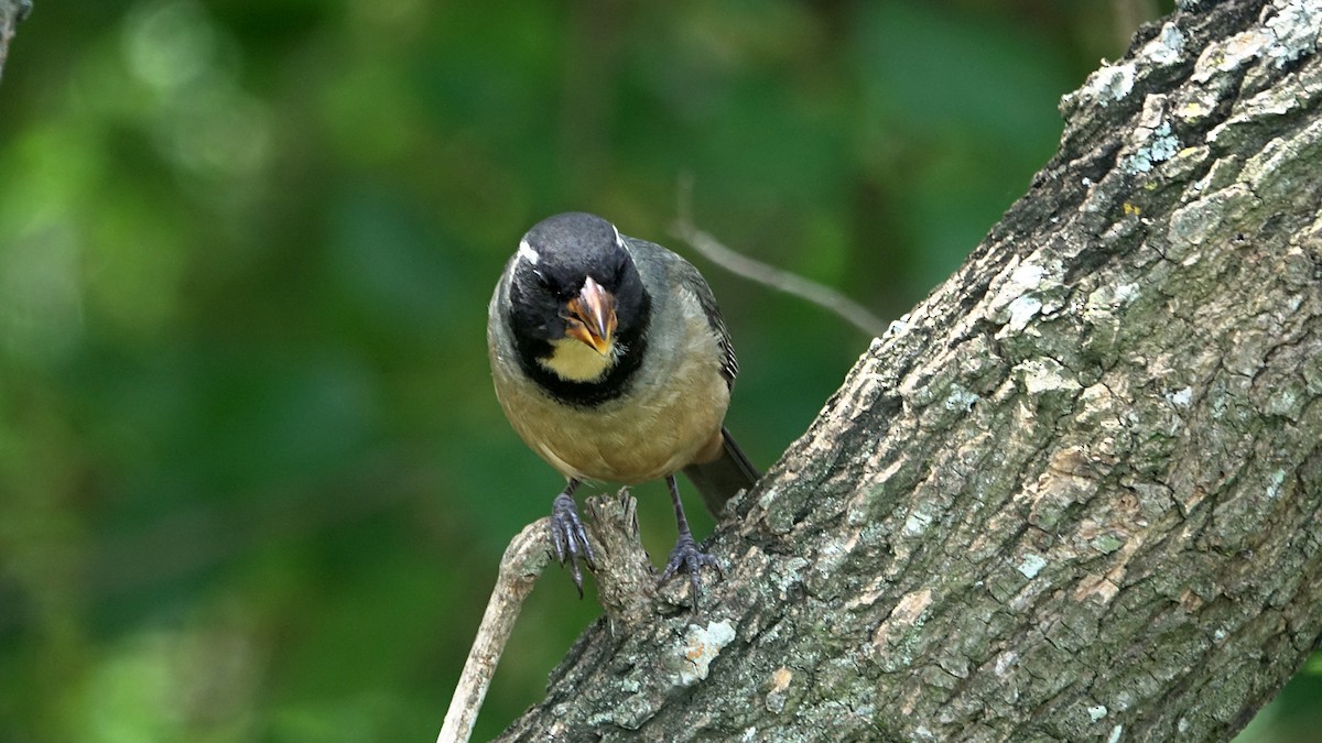 Golden-billed Saltator - ML644525491