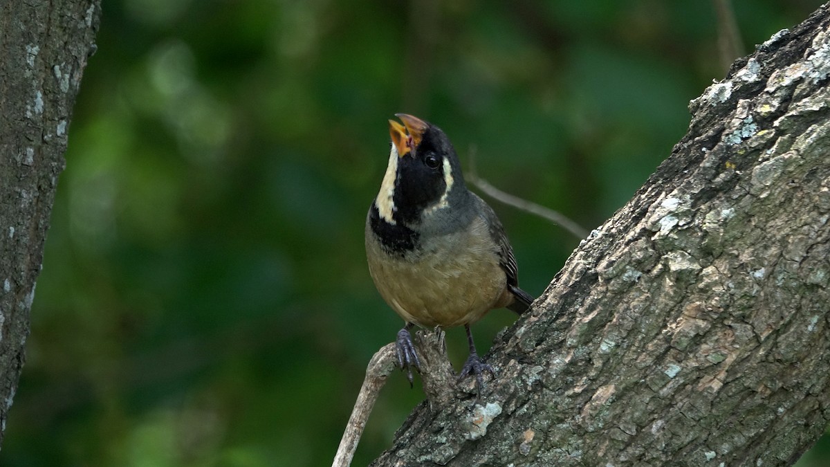 Golden-billed Saltator - ML644525493