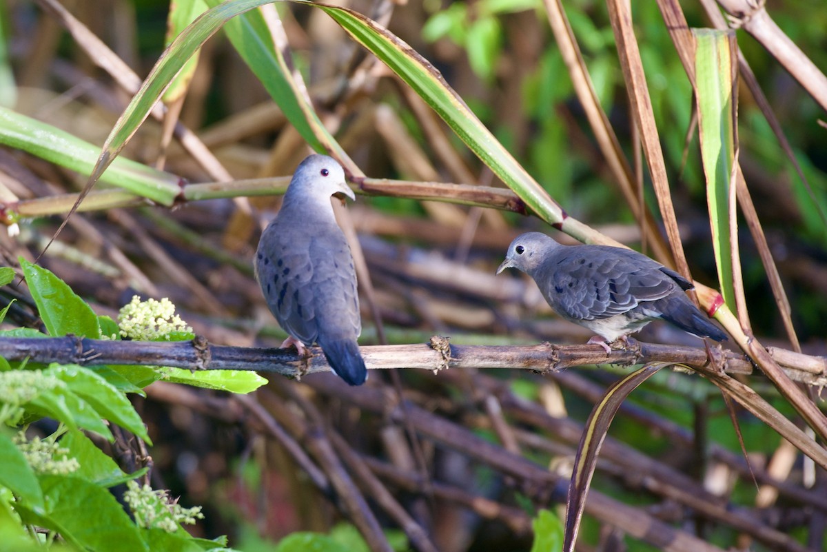 Zwergtäubchen - ML644525495