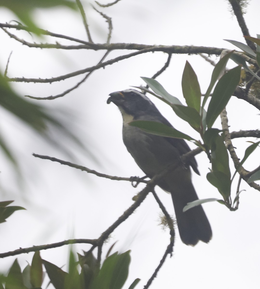 Thick-billed Saltator - ML644525496