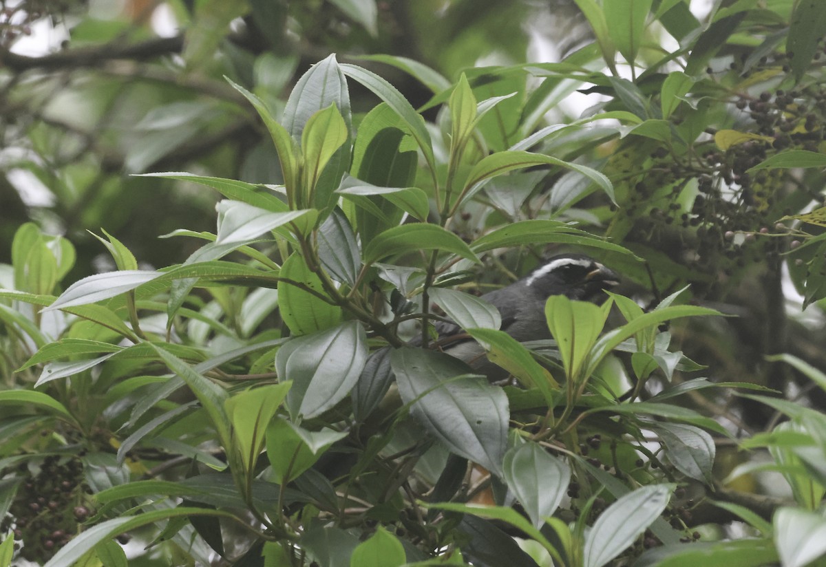 Thick-billed Saltator - ML644525497