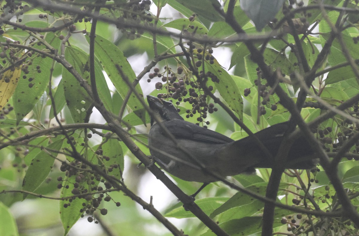 Thick-billed Saltator - ML644525498