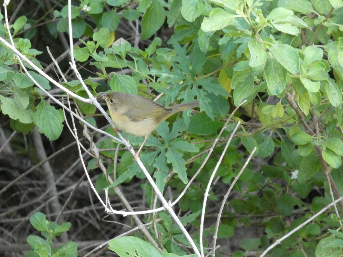 Common Yellowthroat - ML644525506
