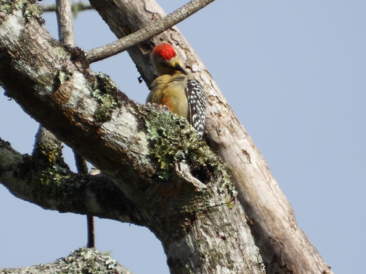 Red-crowned Woodpecker - ML644525517