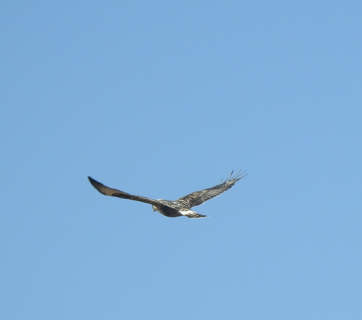 Rough-legged Hawk - ML644525518
