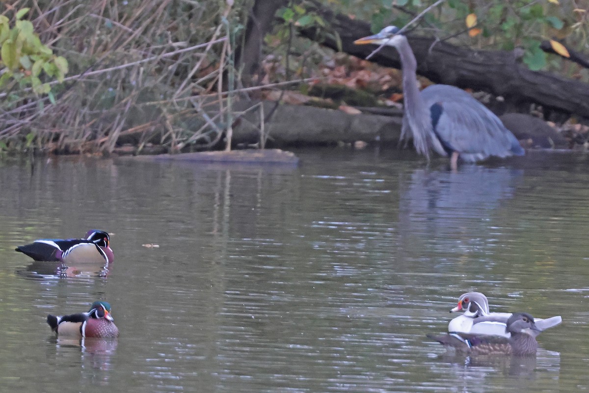 美洲鴛鴦 - ML644525520