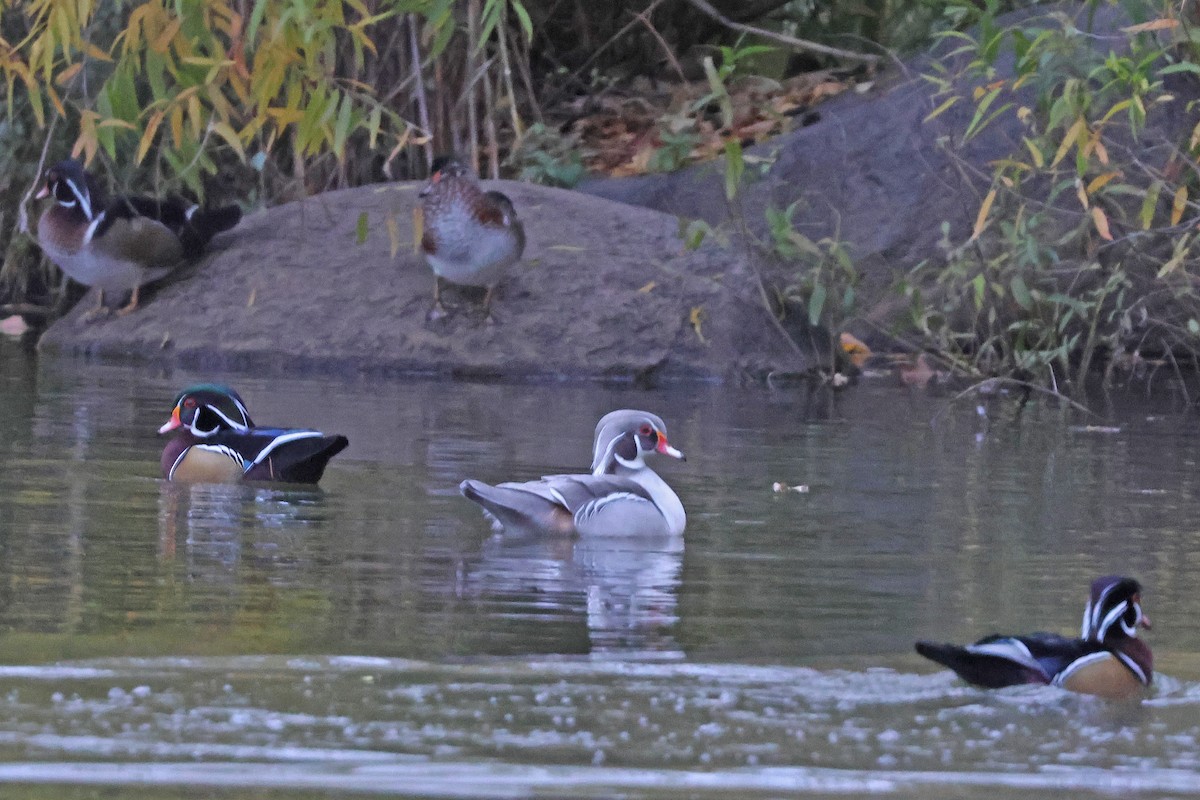 美洲鴛鴦 - ML644525521