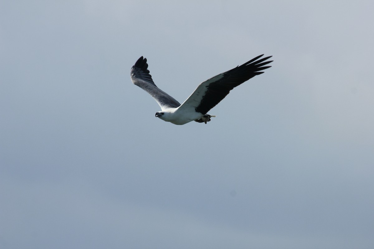 白腹海鵰 - ML644525529