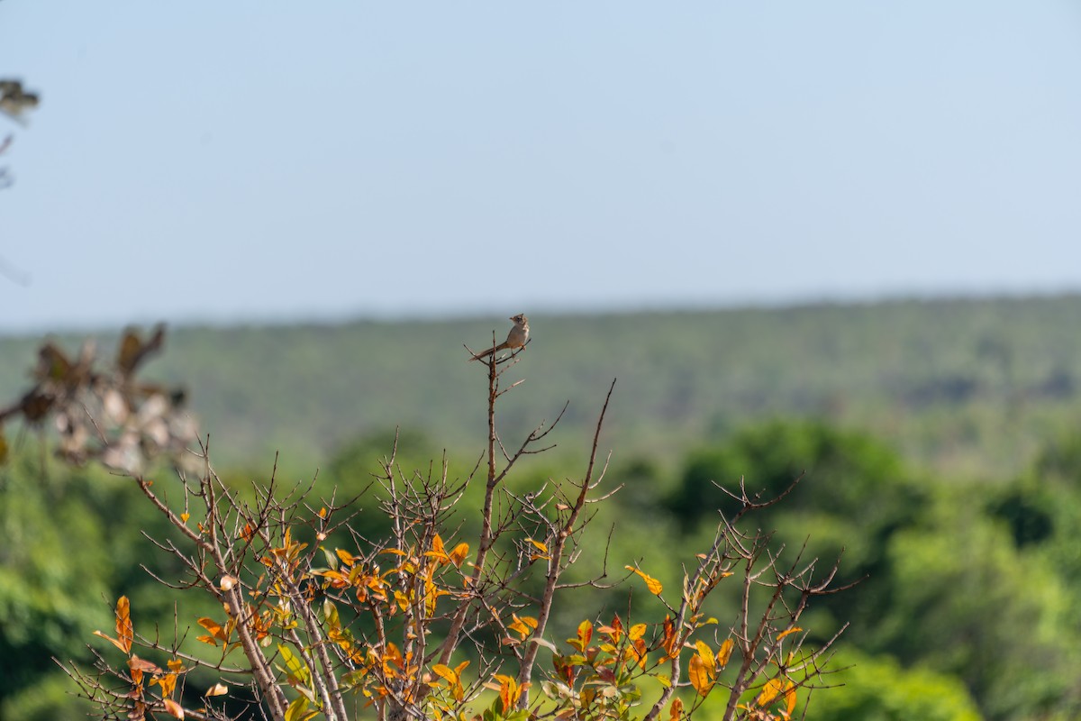 Трав’янець гострохвостий - ML644525533