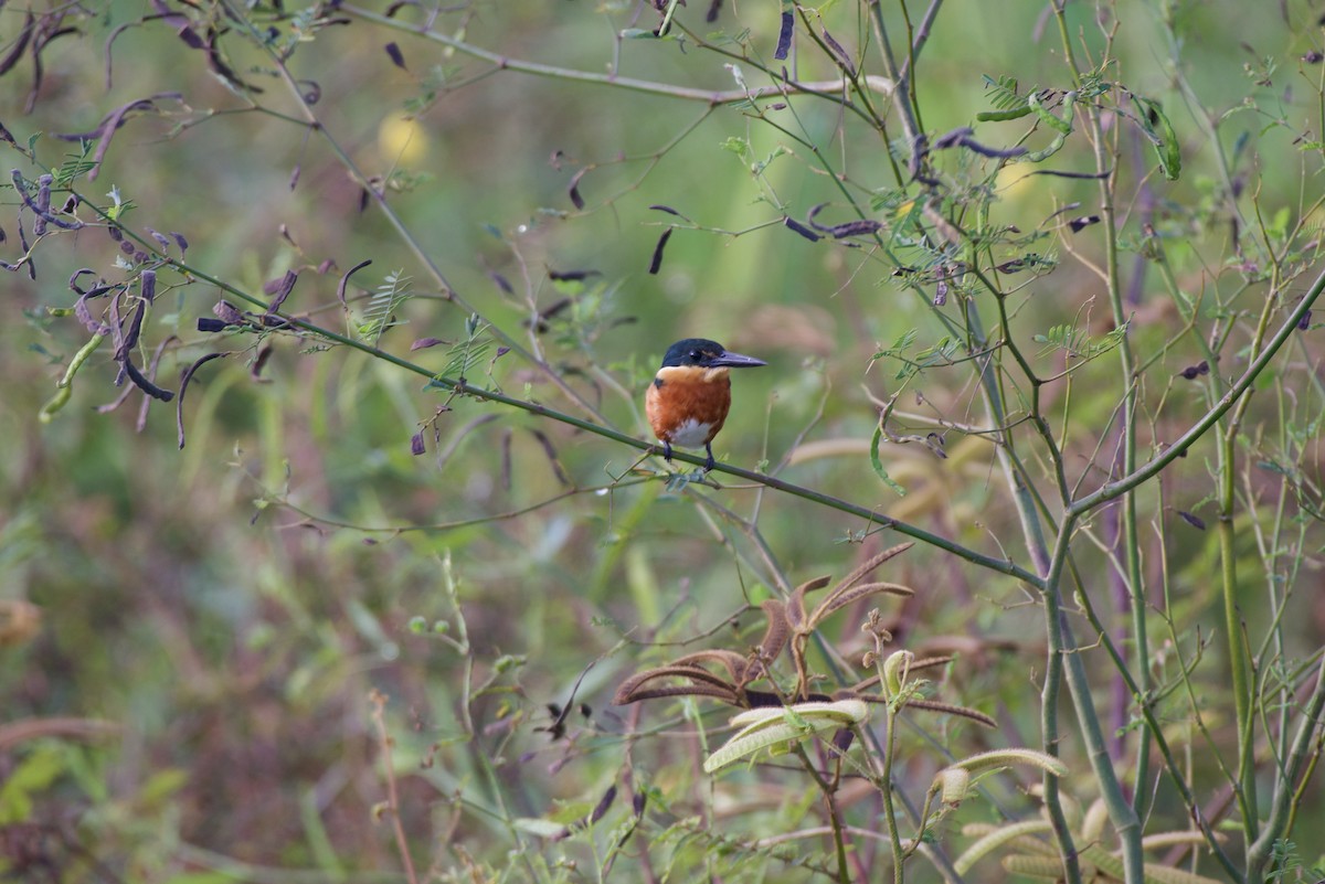 bronseisfugl - ML644525537