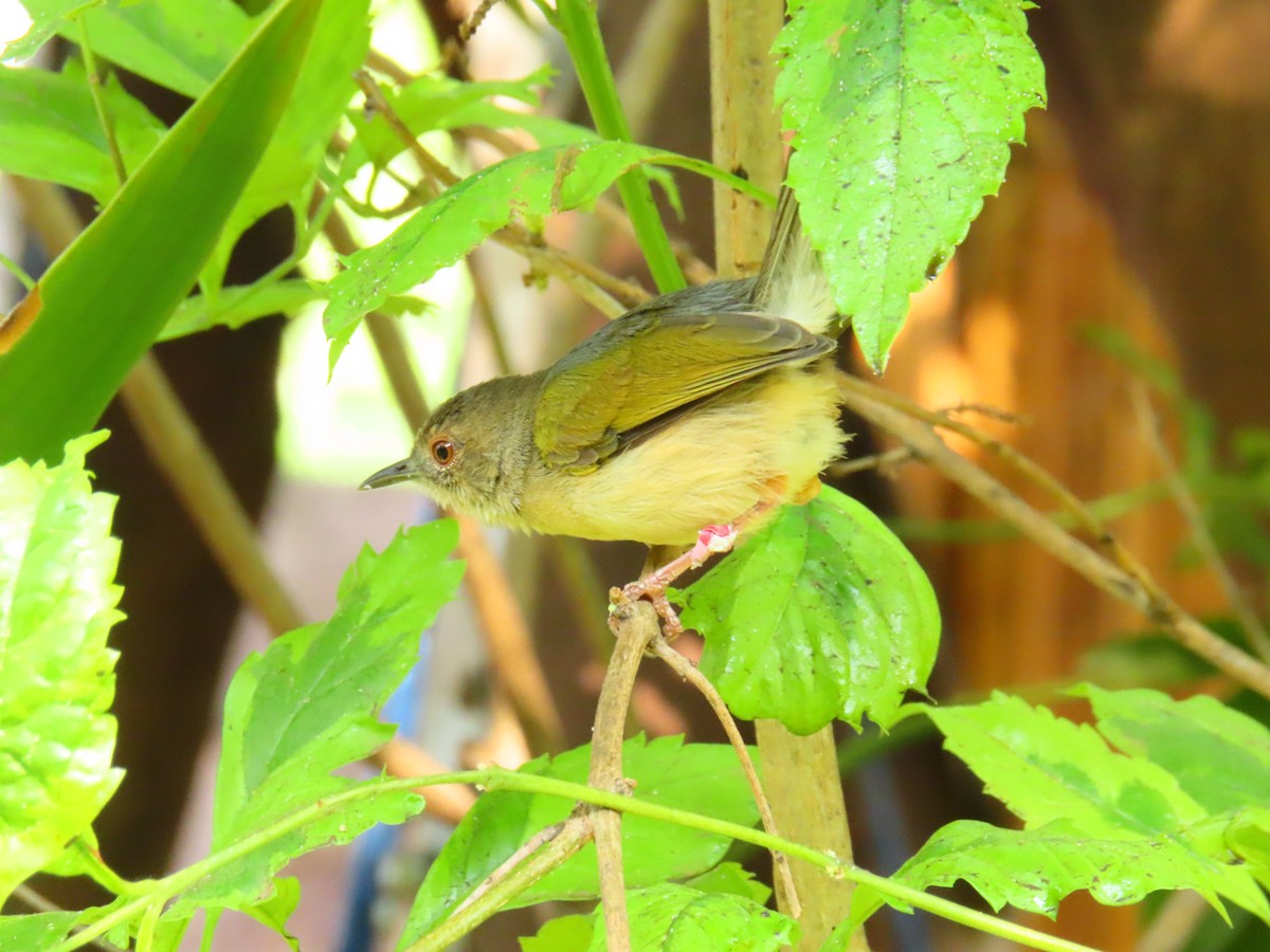 Green-backed Camaroptera - ML644525541