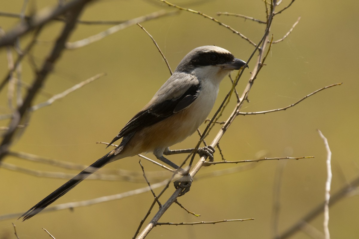 Long-tailed Shrike - ML644525542