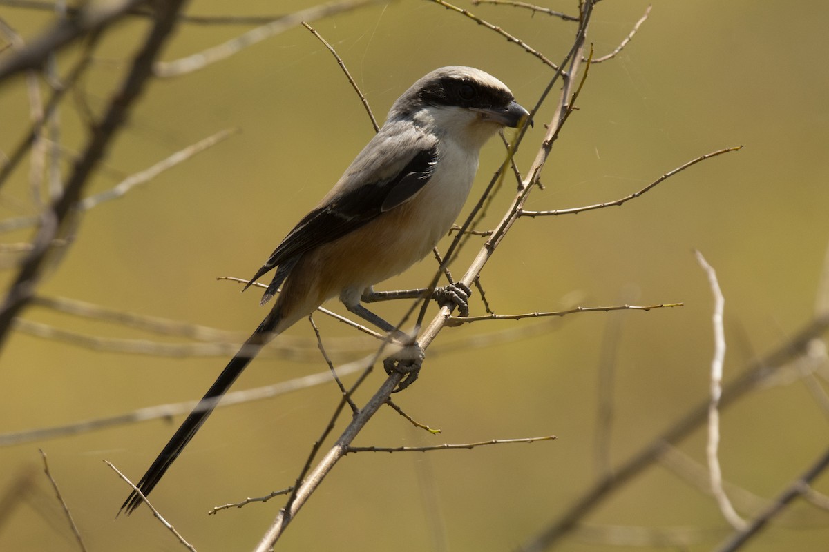Long-tailed Shrike - ML644525544