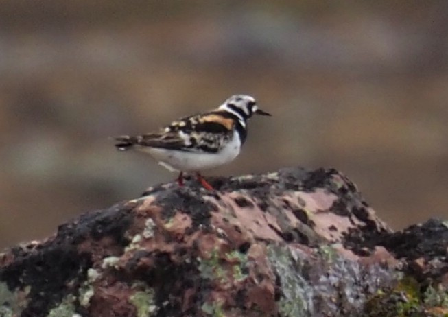 Камнешарка - ML644525546