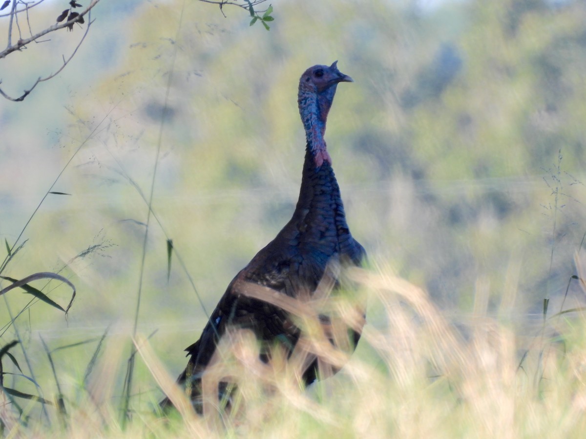 krocan divoký - ML644525557