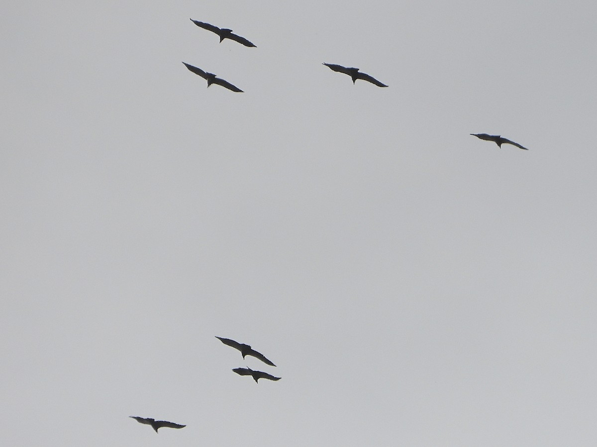 Vautour fauve - ML644525560