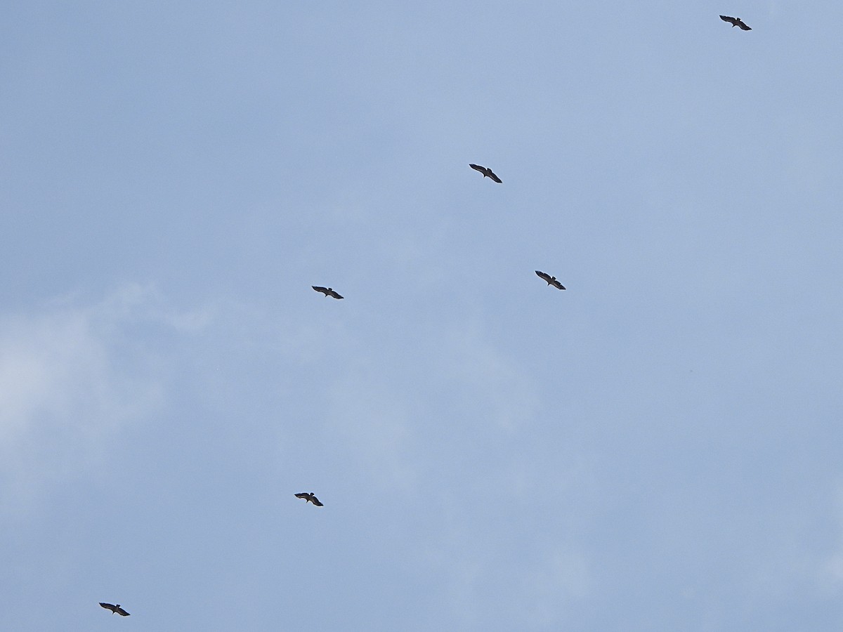 Vautour fauve - ML644525561