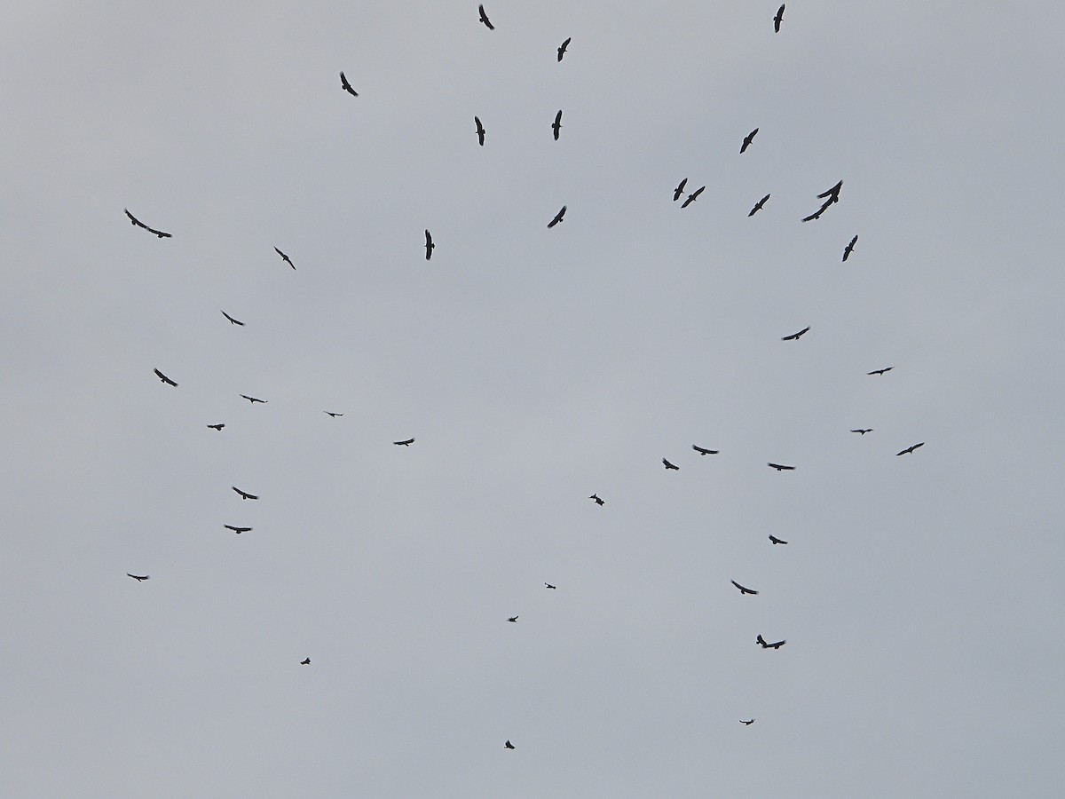 Vautour fauve - ML644525564