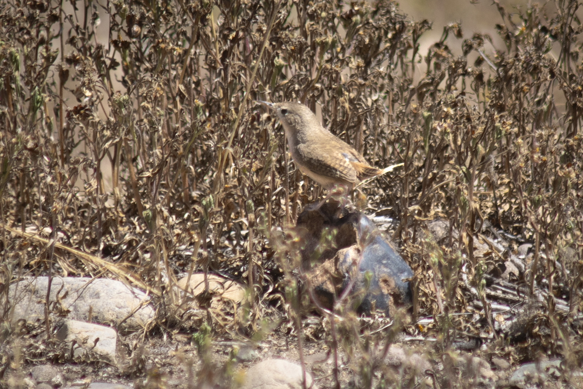 Southern House Wren - ML644525565