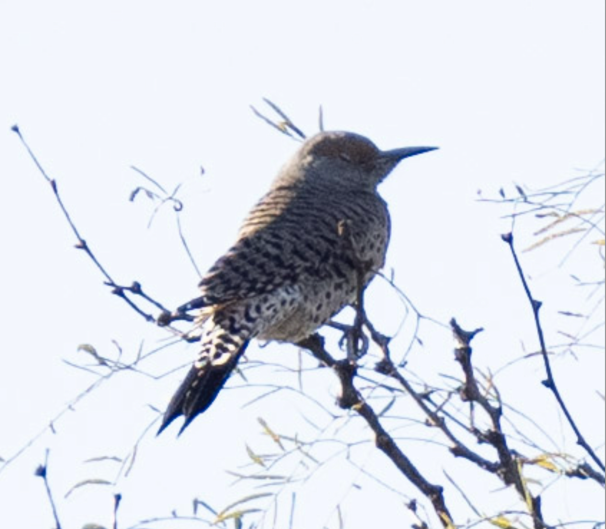 Northern Flicker - ML644525576