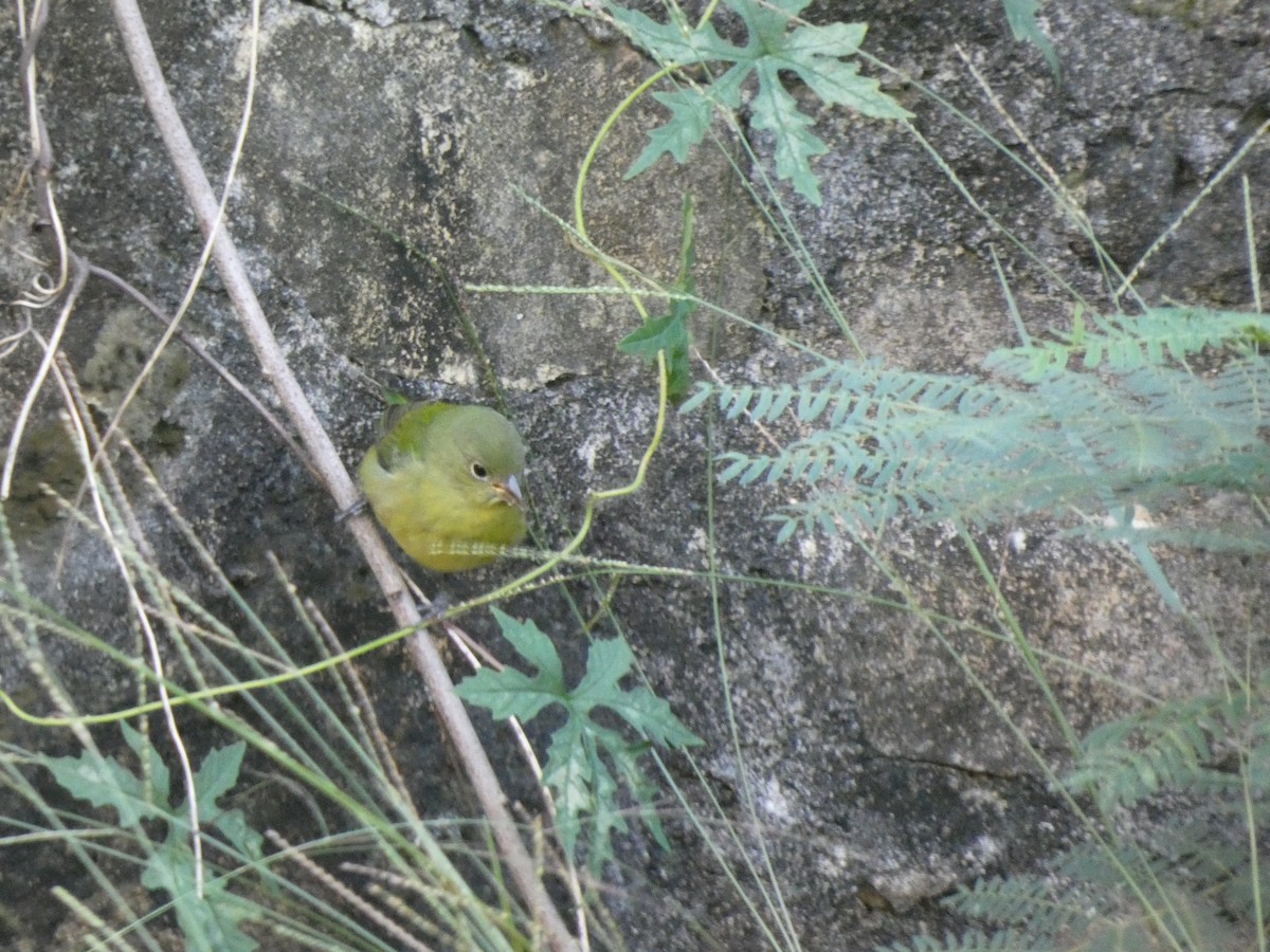 Painted Bunting - ML644525588