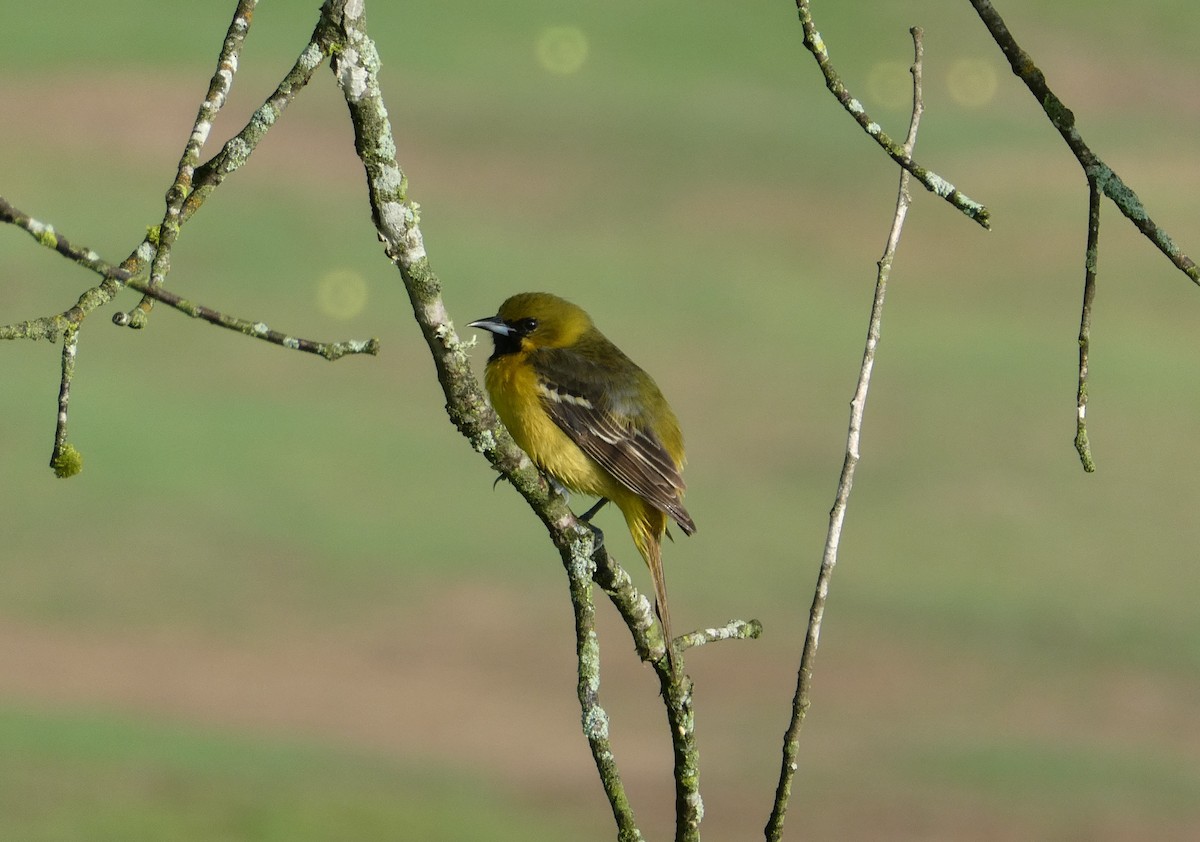 Oriole des vergers - ML644525593