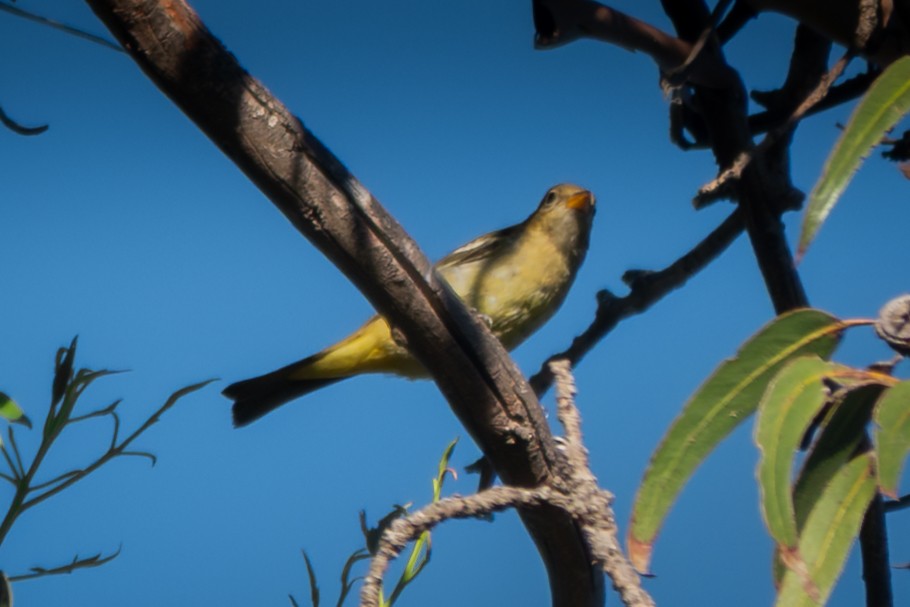 vestpiranga - ML644525600