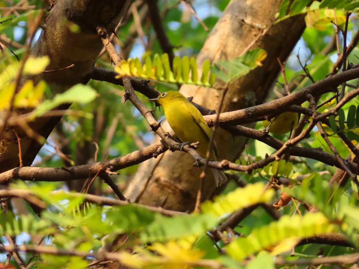 Southern Yellow White-eye - ML644525602