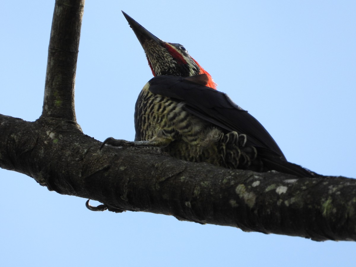 Lineated Woodpecker - ML644525603