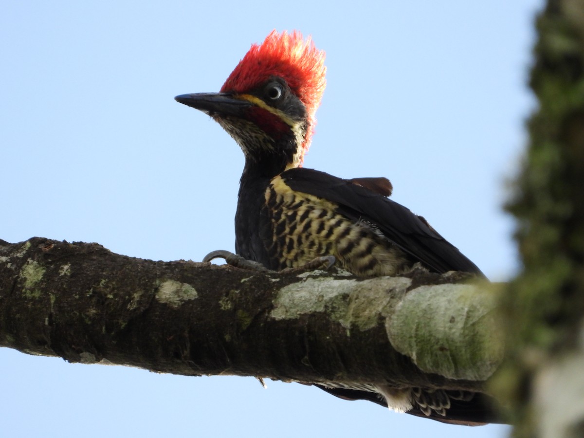 Lineated Woodpecker - ML644525604
