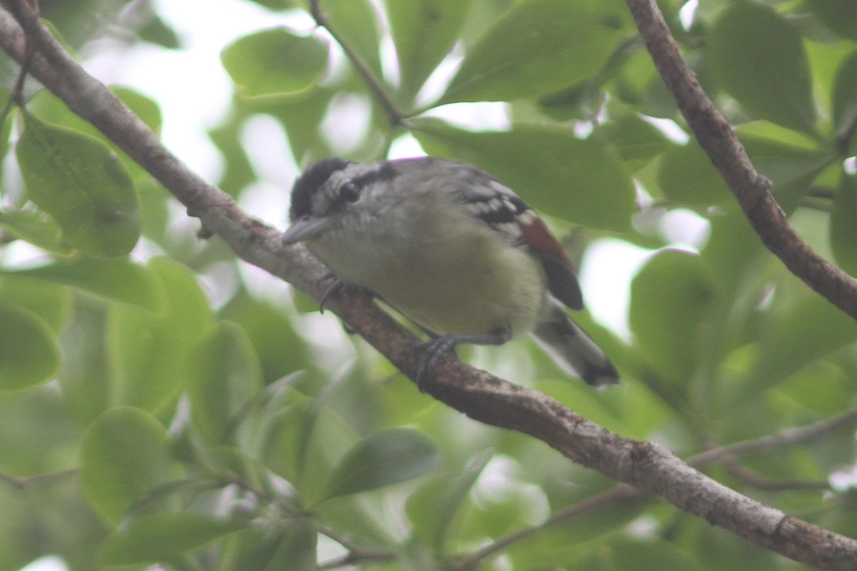 Rusty-winged Antwren - ML644525608