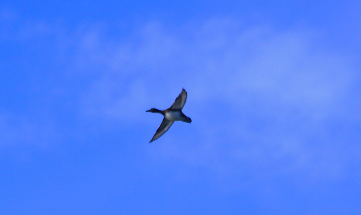 白眼潛鴨 - ML644525610