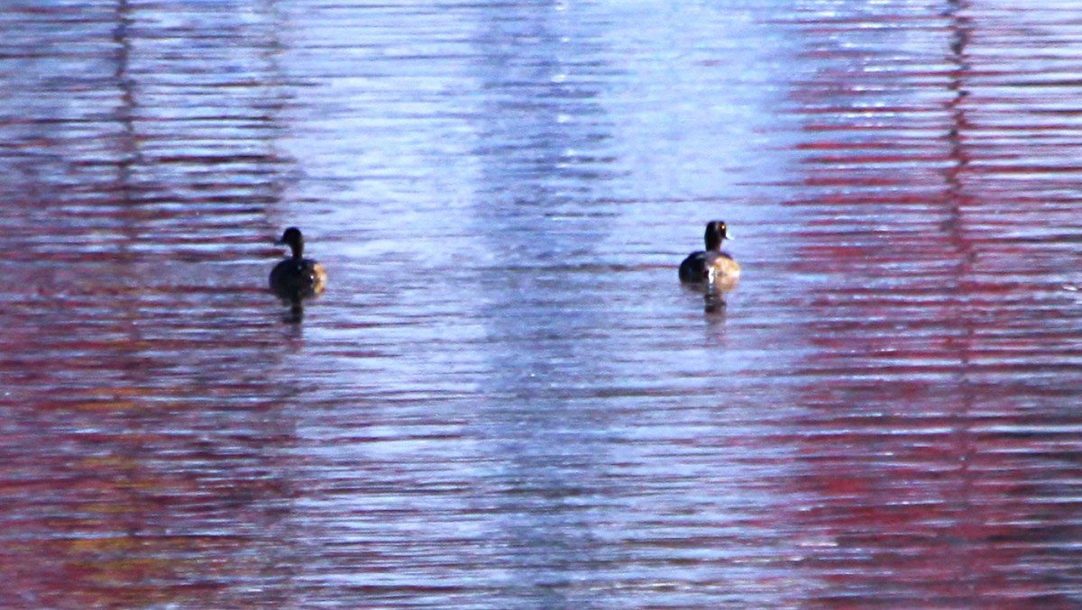 白眼潛鴨 - ML644525611