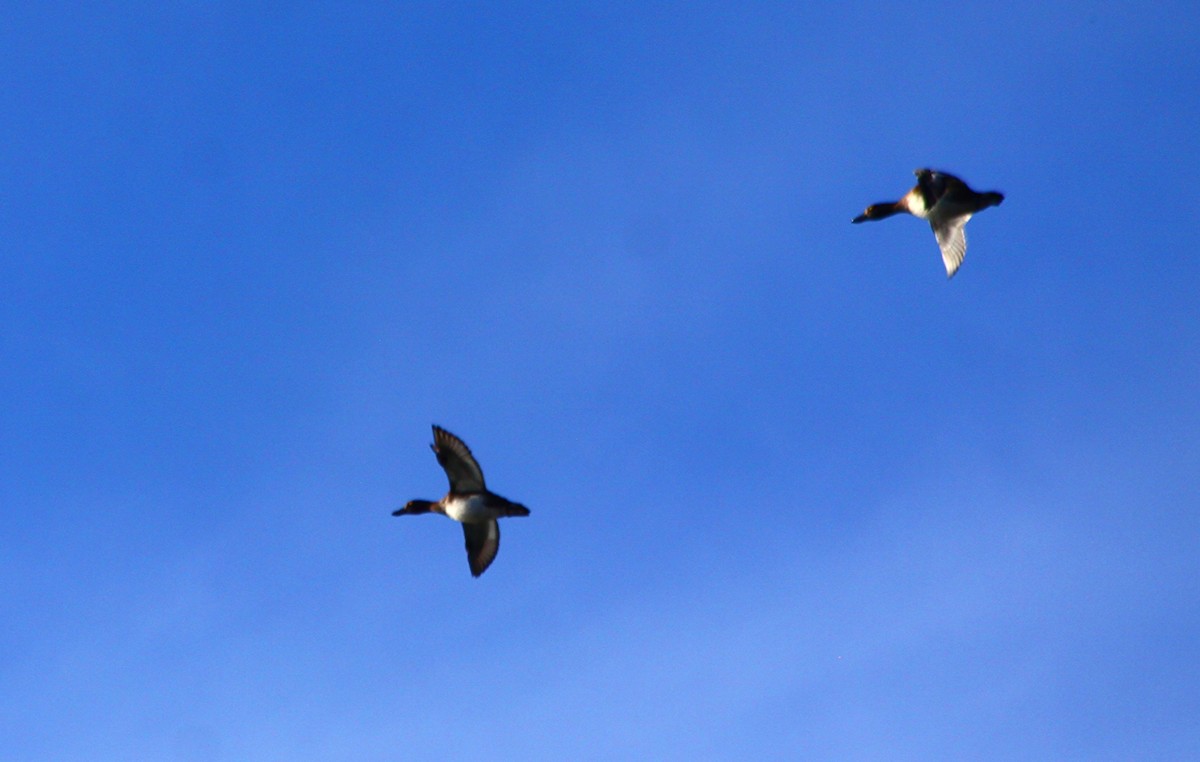 白眼潛鴨 - ML644525612