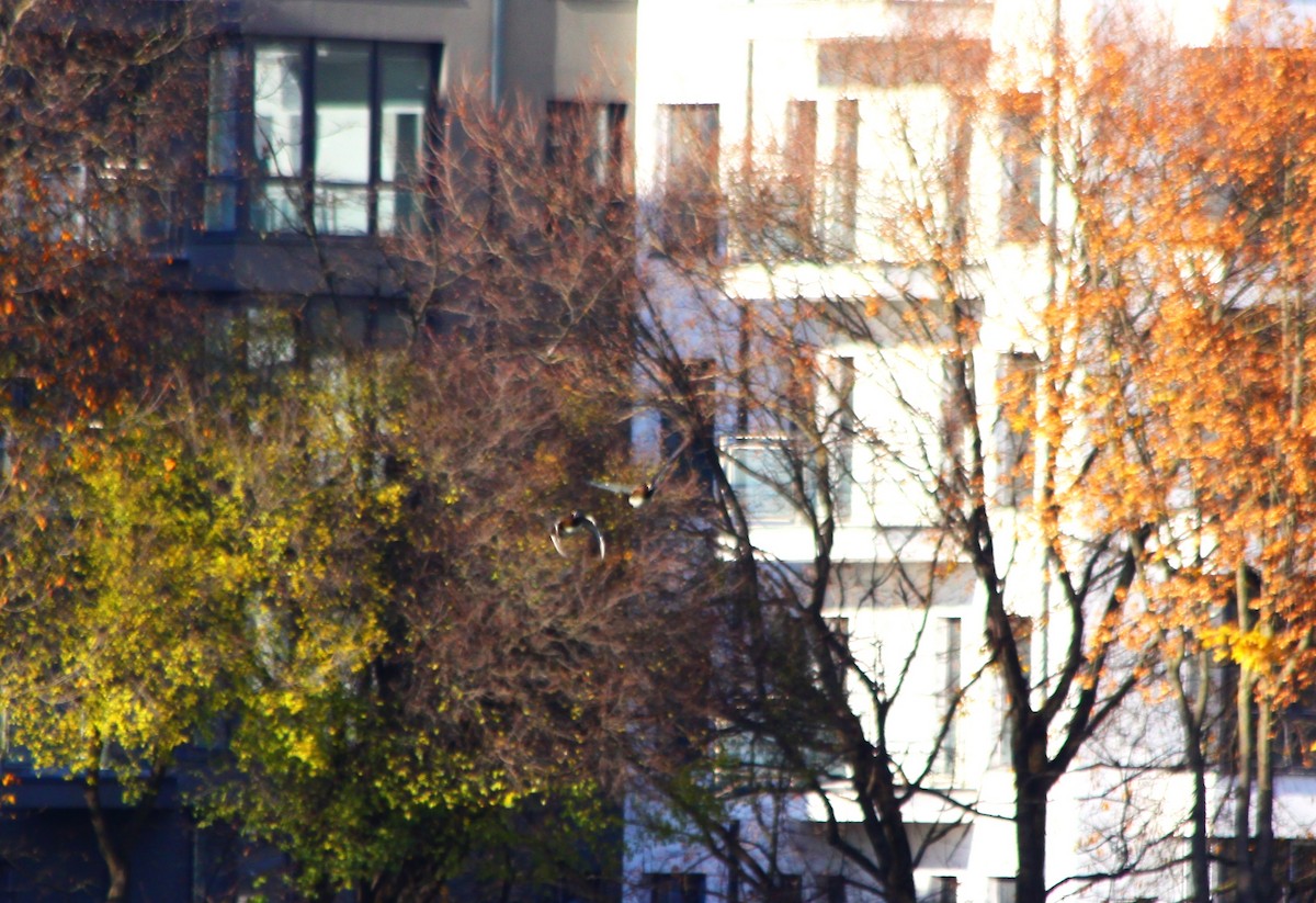 白眼潛鴨 - ML644525613