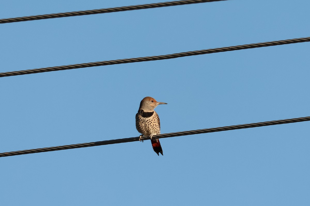 Northern Flicker - ML644525614