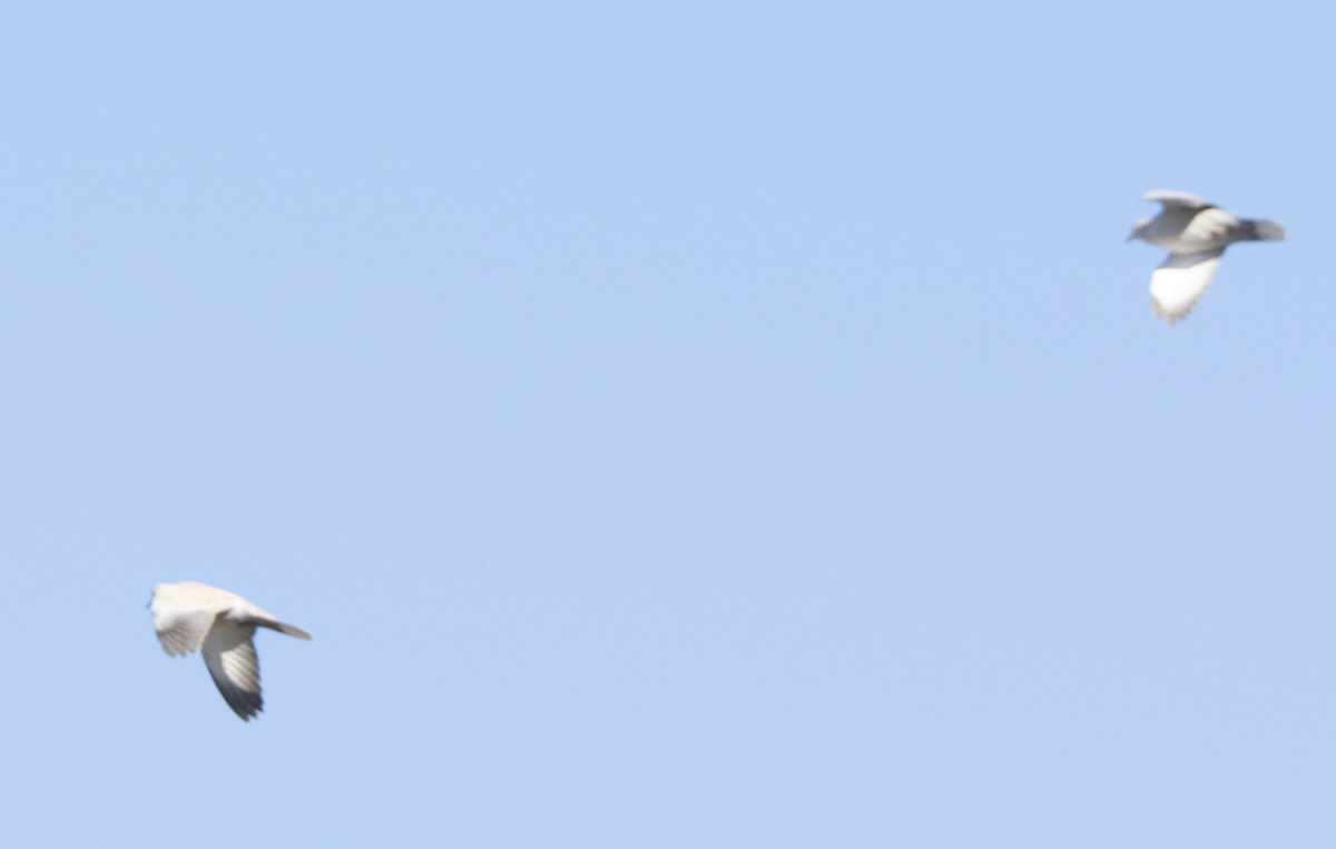 Eurasian Collared-Dove - ML644525616