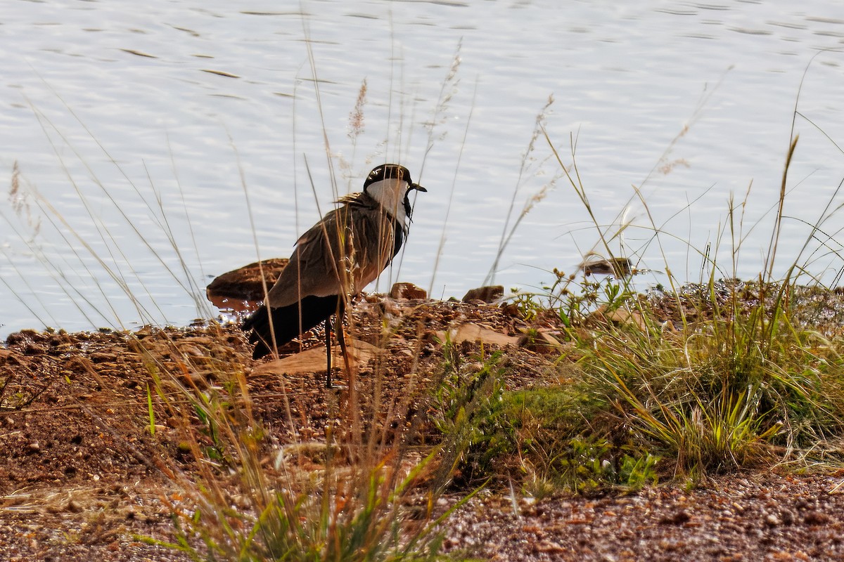 Mahmuzlu Kızkuşu - ML644525617