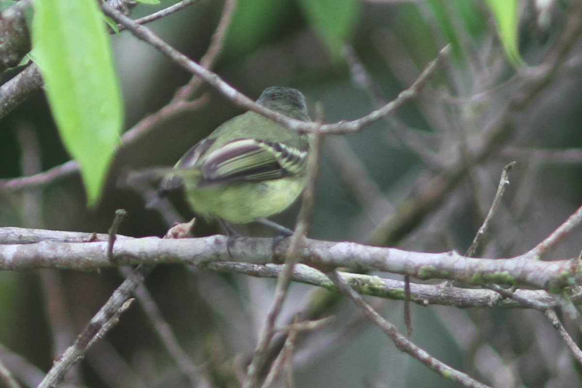 Ecuadorian Tyrannulet - ML644525618