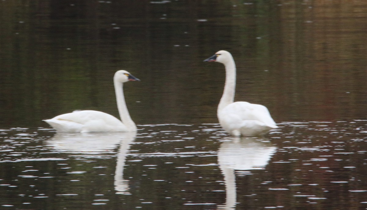 labuť malá - ML644525619