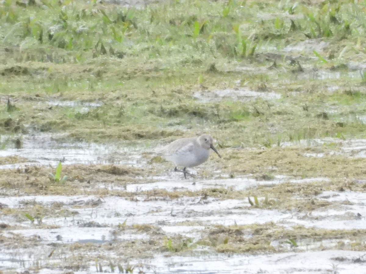 myrsnipe - ML644525621